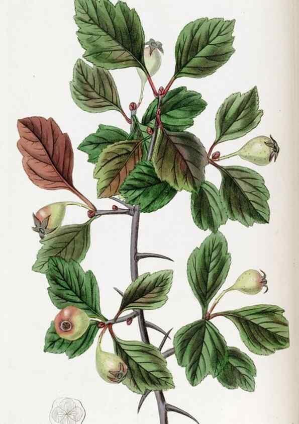 Reproducción/Reproduction 49822022961: Edwards's botanical register.. London :James Ridgway,1829-1847.. 