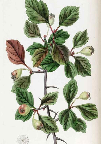 Reproducción/Reproduction 49822022961: Edwards's botanical register.. London :James Ridgway,1829-1847.. 
