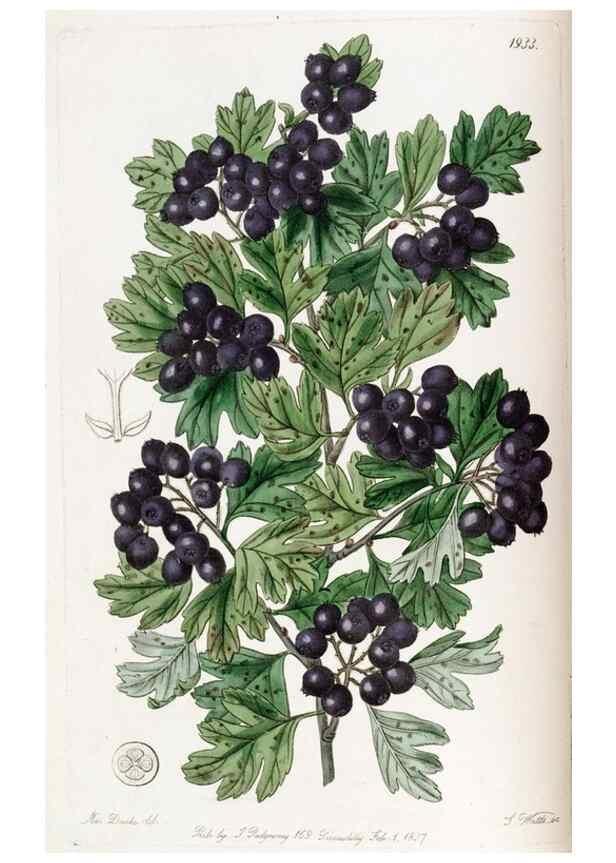 Reproducción/Reproduction 49822023366: Edwards's botanical register.. London :James Ridgway,1829-1847.. 