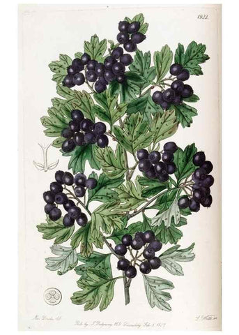 Reproducción/Reproduction 49822023366: Edwards's botanical register.. London :James Ridgway,1829-1847.. 