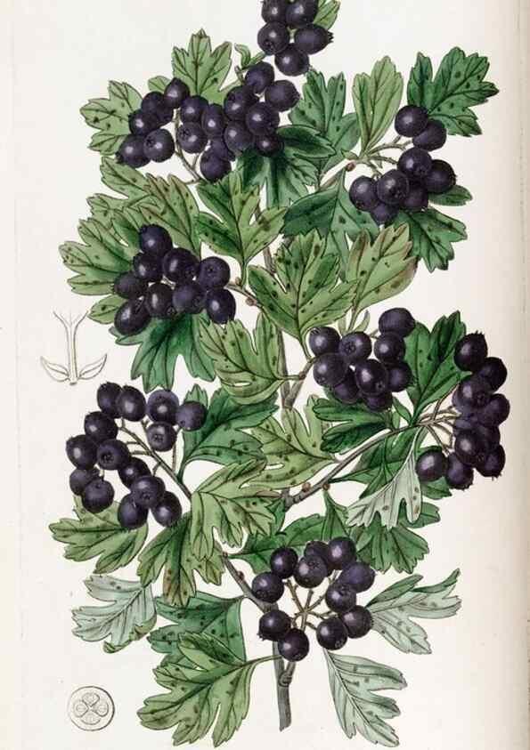 Reproducción/Reproduction 49822023366: Edwards's botanical register.. London :James Ridgway,1829-1847.. 