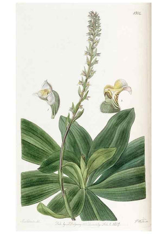 Reproducción/Reproduction 49822023811: Edwards's botanical register.. London :James Ridgway,1829-1847.. 