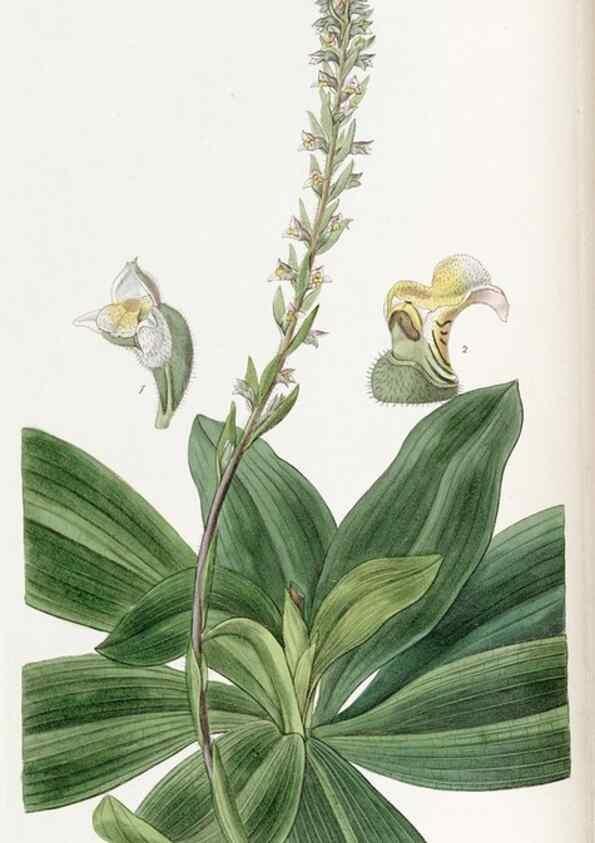 Reproducción/Reproduction 49822023811: Edwards's botanical register.. London :James Ridgway,1829-1847.. 