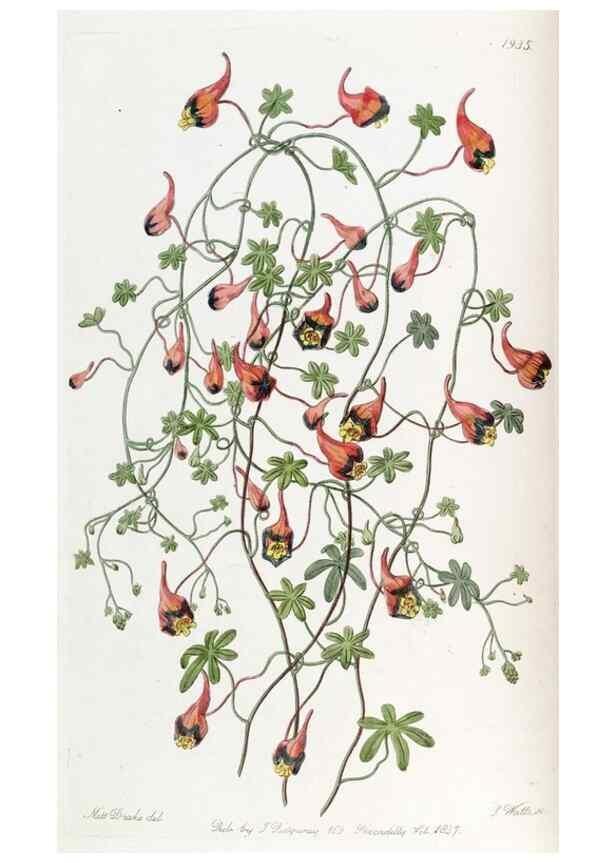 Reproducción/Reproduction 49822024156: Edwards's botanical register.. London :James Ridgway,1829-1847.. 