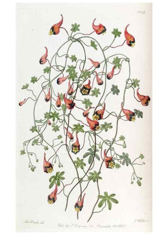Reproducción/Reproduction 49822024156: Edwards's botanical register.. London :James Ridgway,1829-1847.. 