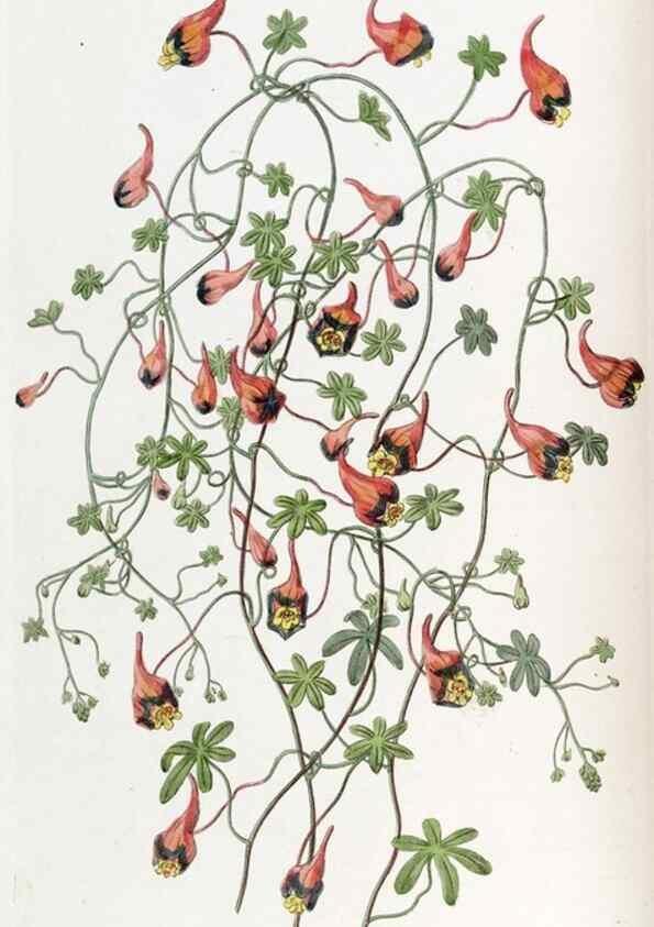 Reproducción/Reproduction 49822024156: Edwards's botanical register.. London :James Ridgway,1829-1847.. 