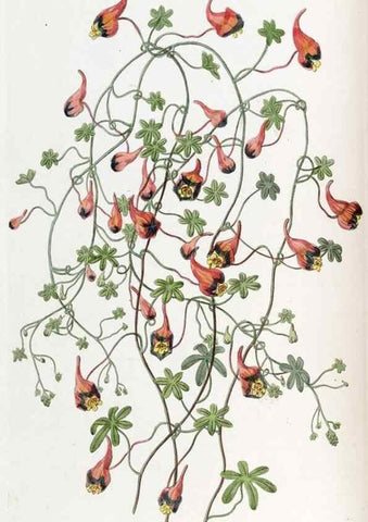 Reproducción/Reproduction 49822024156: Edwards's botanical register.. London :James Ridgway,1829-1847.. 