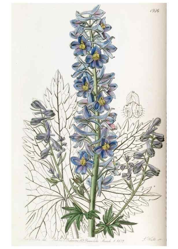 Reproducción/Reproduction 49821486858: Edwards's botanical register.. London :James Ridgway,1829-1847.. 