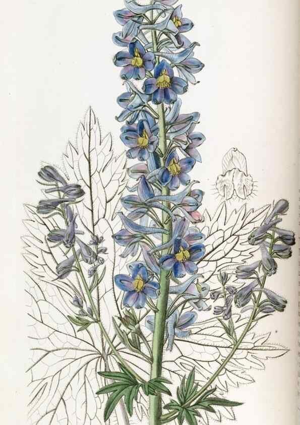 Reproducción/Reproduction 49821486858: Edwards's botanical register.. London :James Ridgway,1829-1847.. 