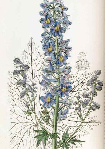 Reproducción/Reproduction 49821486858: Edwards's botanical register.. London :James Ridgway,1829-1847.. 