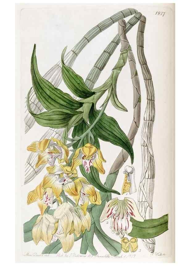 Reproducción/Reproduction 49821487278: Edwards's botanical register.. London :James Ridgway,1829-1847.. 