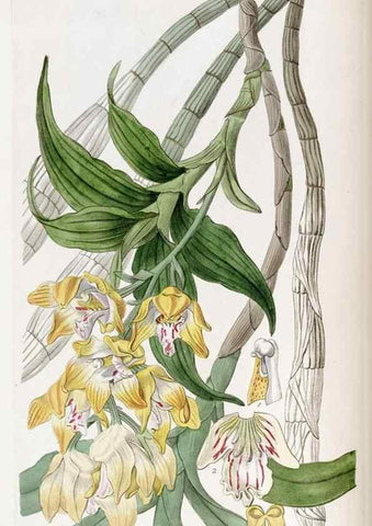 Reproducción/Reproduction 49821487278: Edwards's botanical register.. London :James Ridgway,1829-1847.. 