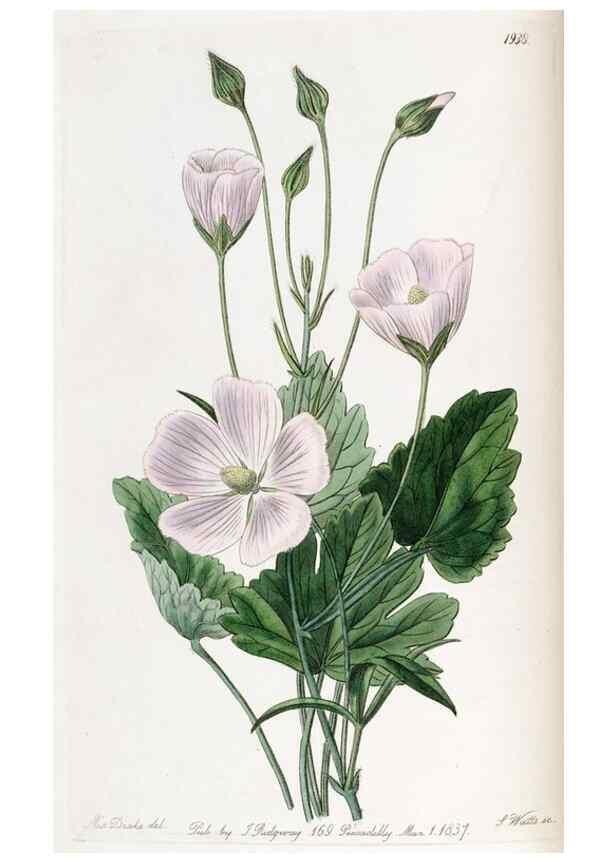 Reproducción/Reproduction 49822337572: Edwards's botanical register.. London :James Ridgway,1829-1847.. 