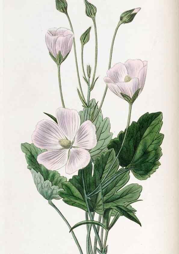 Reproducción/Reproduction 49822337572: Edwards's botanical register.. London :James Ridgway,1829-1847.. 