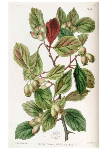 Reproducción/Reproduction 49821487988: Edwards's botanical register.. London :James Ridgway,1829-1847.. 