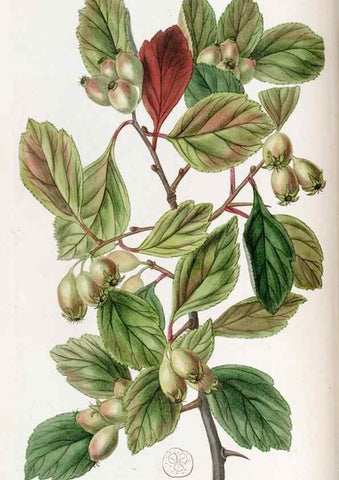 Reproducción/Reproduction 49821487988: Edwards's botanical register.. London :James Ridgway,1829-1847.. 