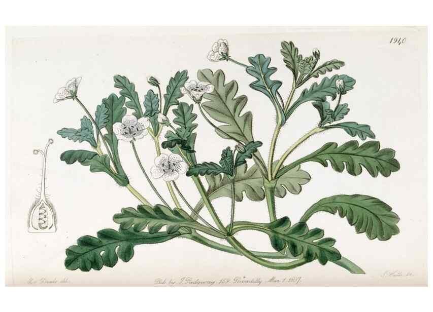 Reproducción/Reproduction 49822026081: Edwards's botanical register.. London :James Ridgway,1829-1847.. 