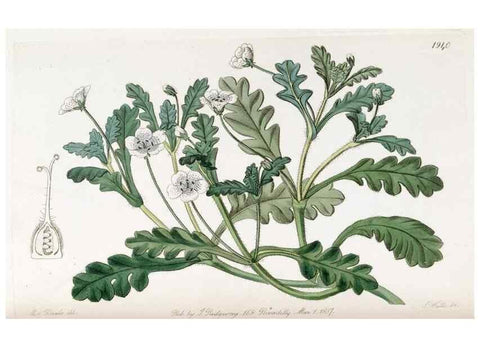 Reproducción/Reproduction 49822026081: Edwards's botanical register.. London :James Ridgway,1829-1847.. 