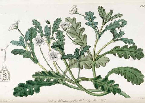 Reproducción/Reproduction 49822026081: Edwards's botanical register.. London :James Ridgway,1829-1847.. 