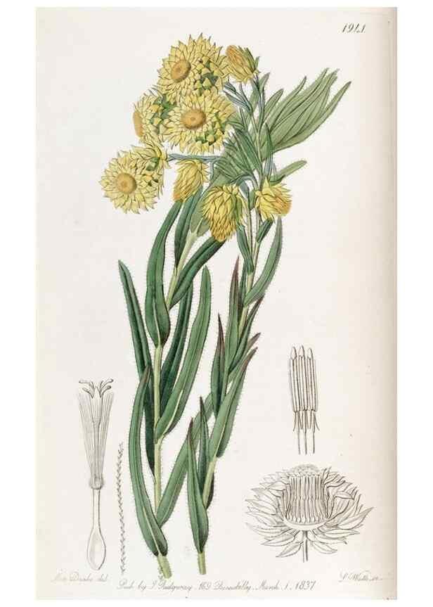 Reproducción/Reproduction 49822026366: Edwards's botanical register.. London :James Ridgway,1829-1847.. 