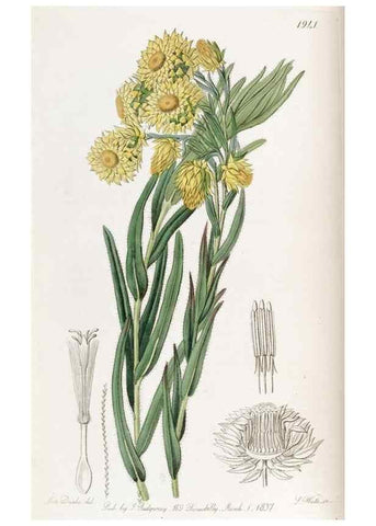 Reproducción/Reproduction 49822026366: Edwards's botanical register.. London :James Ridgway,1829-1847.. 