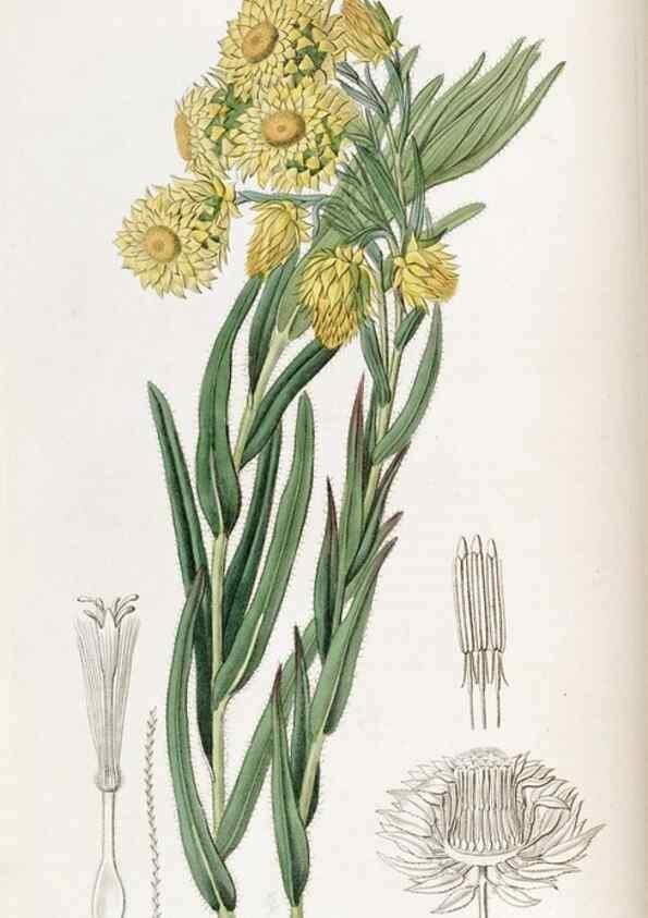 Reproducción/Reproduction 49822026366: Edwards's botanical register.. London :James Ridgway,1829-1847.. 