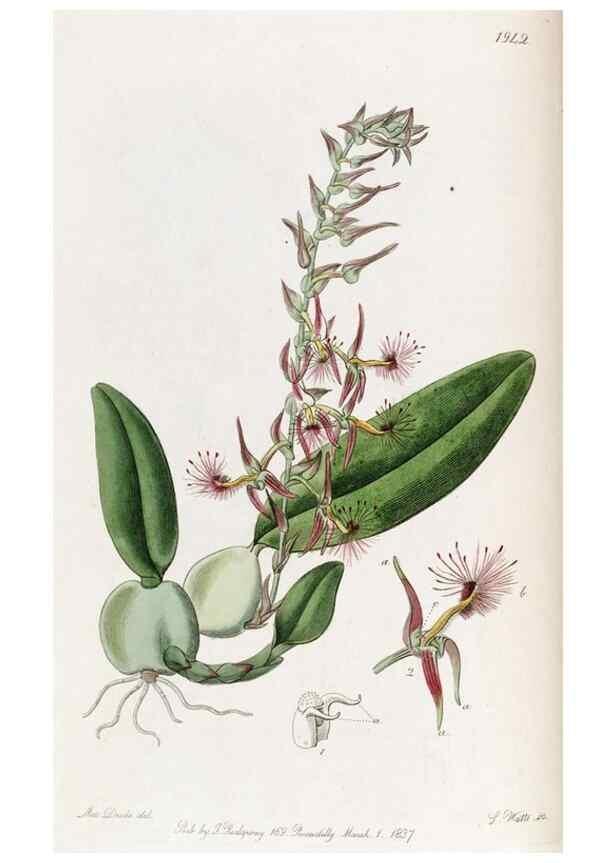 Reproducción/Reproduction 49821489073: Edwards's botanical register.. London :James Ridgway,1829-1847.. 