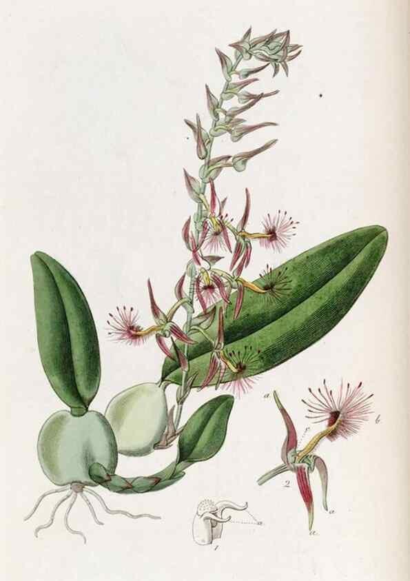 Reproducción/Reproduction 49821489073: Edwards's botanical register.. London :James Ridgway,1829-1847.. 