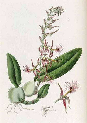 Reproducción/Reproduction 49821489073: Edwards's botanical register.. London :James Ridgway,1829-1847.. 