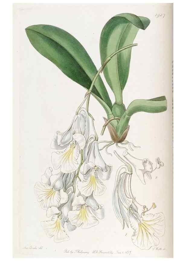 Reproducción/Reproduction 49822333757: Edwards's botanical register.. London :James Ridgway,1829-1847.. 