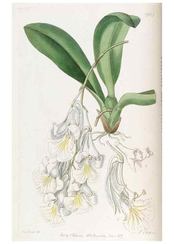 Reproducción/Reproduction 49822333757: Edwards's botanical register.. London :James Ridgway,1829-1847.. 