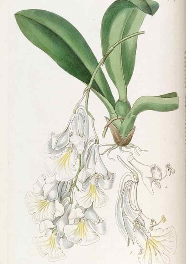 Reproducción/Reproduction 49822333757: Edwards's botanical register.. London :James Ridgway,1829-1847.. 