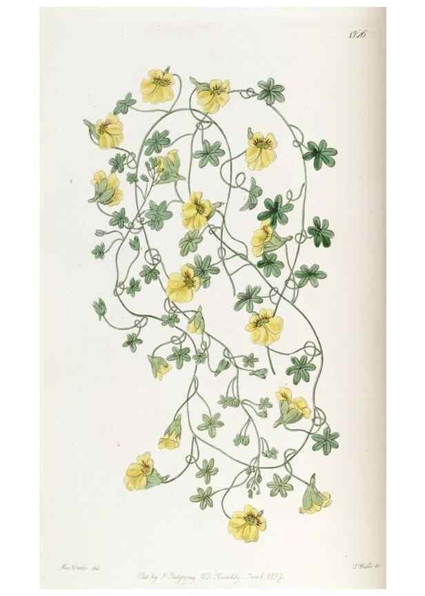 Reproducción/Reproduction 49821483018: Edwards's botanical register.. London :James Ridgway,1829-1847.. 
