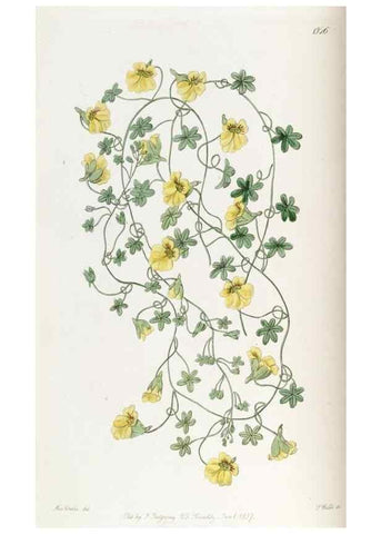 Reproducción/Reproduction 49821483018: Edwards's botanical register.. London :James Ridgway,1829-1847.. 