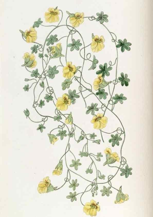 Reproducción/Reproduction 49821483018: Edwards's botanical register.. London :James Ridgway,1829-1847.. 