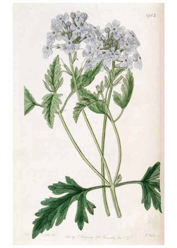 Reproducción/Reproduction 49822333052: Edwards's botanical register.. London :James Ridgway,1829-1847.. 