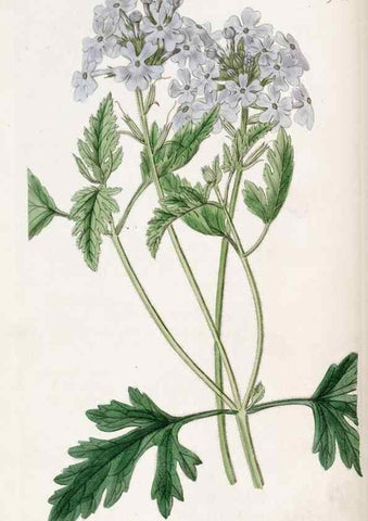 Reproducción/Reproduction 49822333052: Edwards's botanical register.. London :James Ridgway,1829-1847.. 