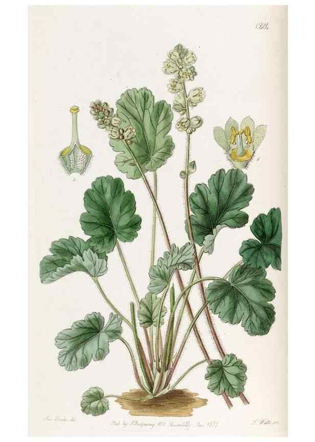 Reproducción/Reproduction 49822020016: Edwards's botanical register.. London :James Ridgway,1829-1847.. 