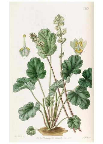 Reproducción/Reproduction 49822020016: Edwards's botanical register.. London :James Ridgway,1829-1847.. 