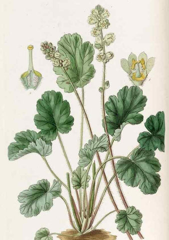 Reproducción/Reproduction 49822020016: Edwards's botanical register.. London :James Ridgway,1829-1847.. 