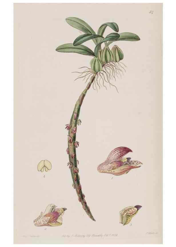 Reproducción/Reproduction 49817220993: Edwards's botanical register.. London :James Ridgway,1829-1847.. 