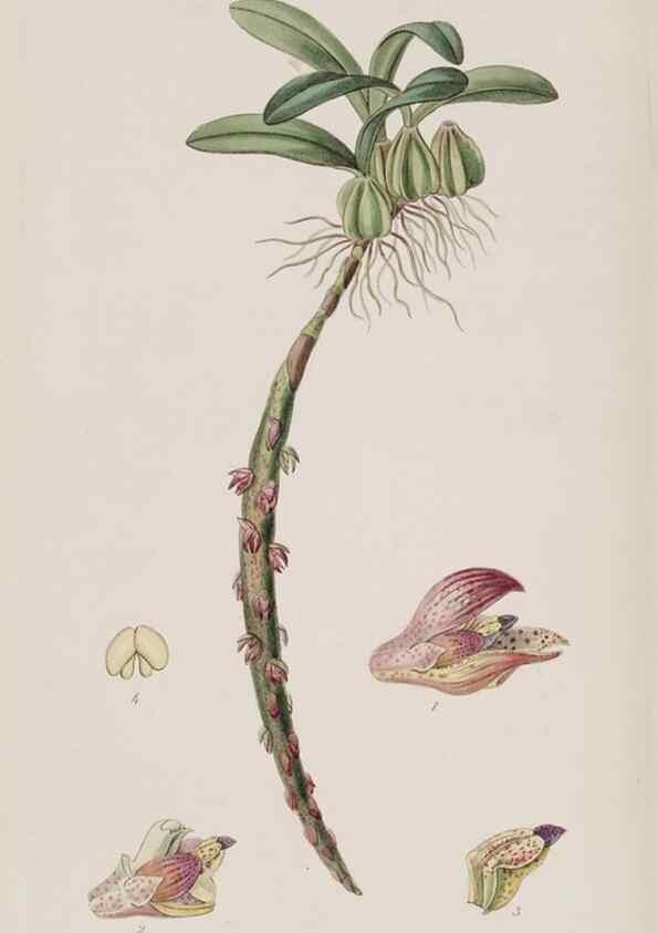 Reproducción/Reproduction 49817220993: Edwards's botanical register.. London :James Ridgway,1829-1847.. 