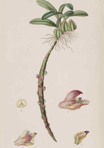Reproducción/Reproduction 49817220993: Edwards's botanical register.. London :James Ridgway,1829-1847.. 