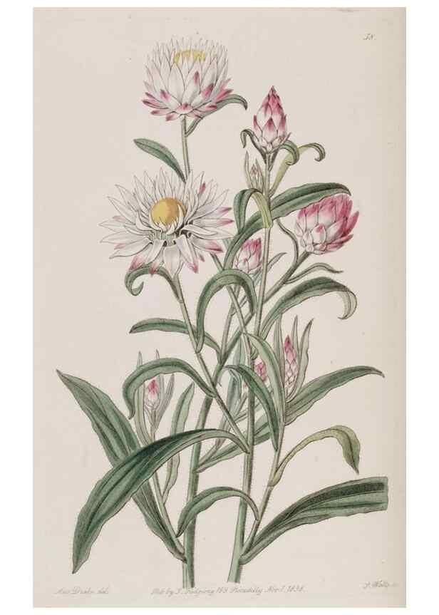 Reproducción/Reproduction 49818065467: Edwards's botanical register.. London :James Ridgway,1829-1847.. 