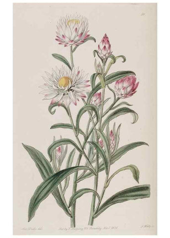 Reproducción/Reproduction 49818065467: Edwards's botanical register.. London :James Ridgway,1829-1847.. 
