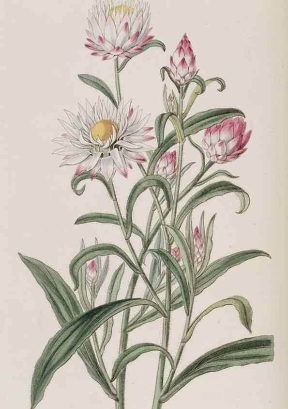 Reproducción/Reproduction 49818065467: Edwards's botanical register.. London :James Ridgway,1829-1847.. 