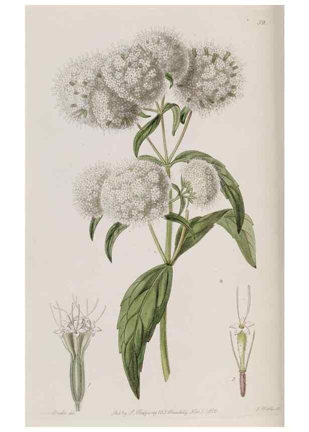 Reproducción/Reproduction 49818065867: Edwards's botanical register.. London :James Ridgway,1829-1847.. 