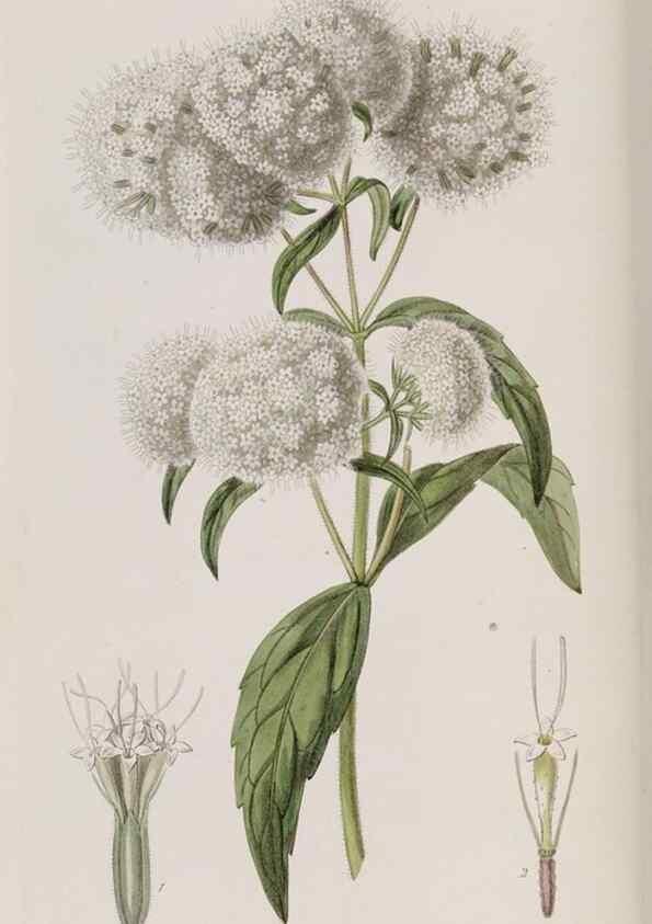 Reproducción/Reproduction 49818065867: Edwards's botanical register.. London :James Ridgway,1829-1847.. 
