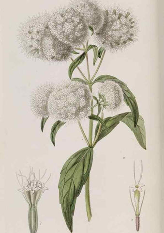 Reproducción/Reproduction 49818065867: Edwards's botanical register.. London :James Ridgway,1829-1847.. 