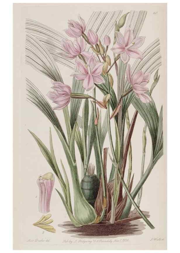 Reproducción/Reproduction 49818066397: Edwards's botanical register.. London :James Ridgway,1829-1847.. 